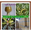 شيان بقعة إسكدنيا مستخلص اوراق 10-1، qingfeizhike jiangni والتقيؤ