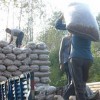 厂家直销  优质供货商   农产品加工  价格优惠 价格电议