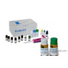 Rat anti thyroid peroxidase antibody (TPOAb) ELISA Kit