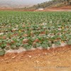 العلوم والتكنولوجيا الزراعية من الأسمدة الكيميائية المجموعة