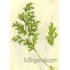 纯天然中草药材：金扁柏、质量保证价格优惠。