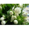 优质香料——小花茉莉浸膏（一次膏）