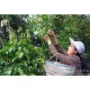 槐米(茶用），植物原药材