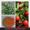 植物原药材 重楼提取物 效果明显 湖北厂家 低价促销