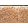 冰冻蝇蛆 冷冻鲜蛆 可加工药品保健品 医疗用品