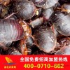 动物原药材土元 清水土鳖虫 欢迎加盟代理
