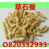 批发中药材 草石蚕 地蚕