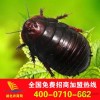 动物原药材 中药材 土元 土鳖虫 蛰虫