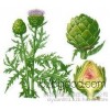 厂家现货直销朝鲜蓟提取物 比例10:1   纯天然朝鲜蓟 植物提取物